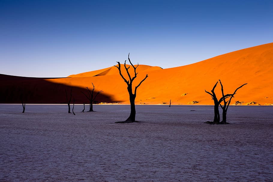 bare trees in desert under blue sky during daytime, photo of black trees HD wallpaper