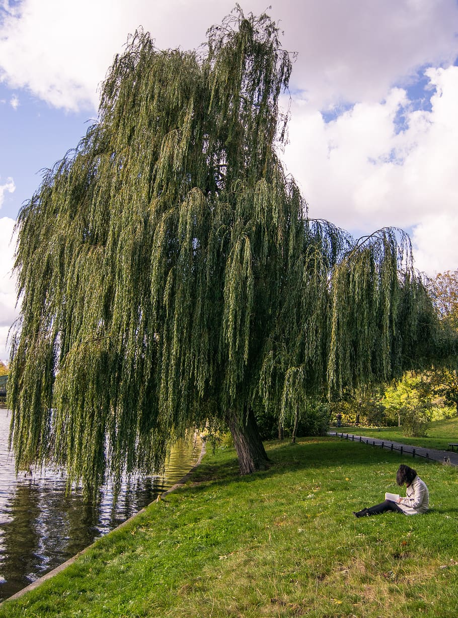pasture, berlin, walk, tree, autumn, nature, away, clouds, girl HD wallpaper