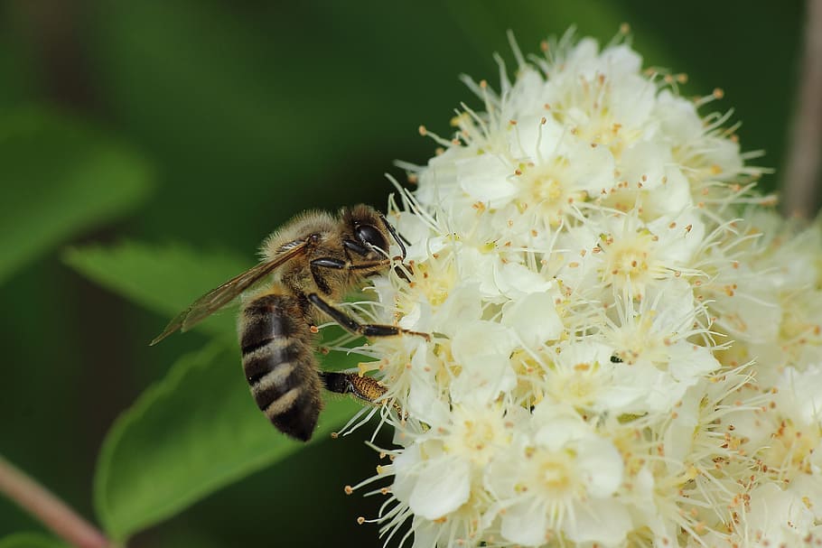 Flowers, Pollen, Pollination, Insect, bee, wild bee, macro HD wallpaper