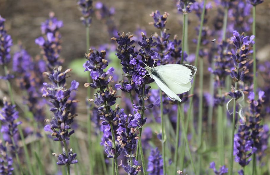 lavender, butterfly, summer, flowering plant, vulnerability HD wallpaper