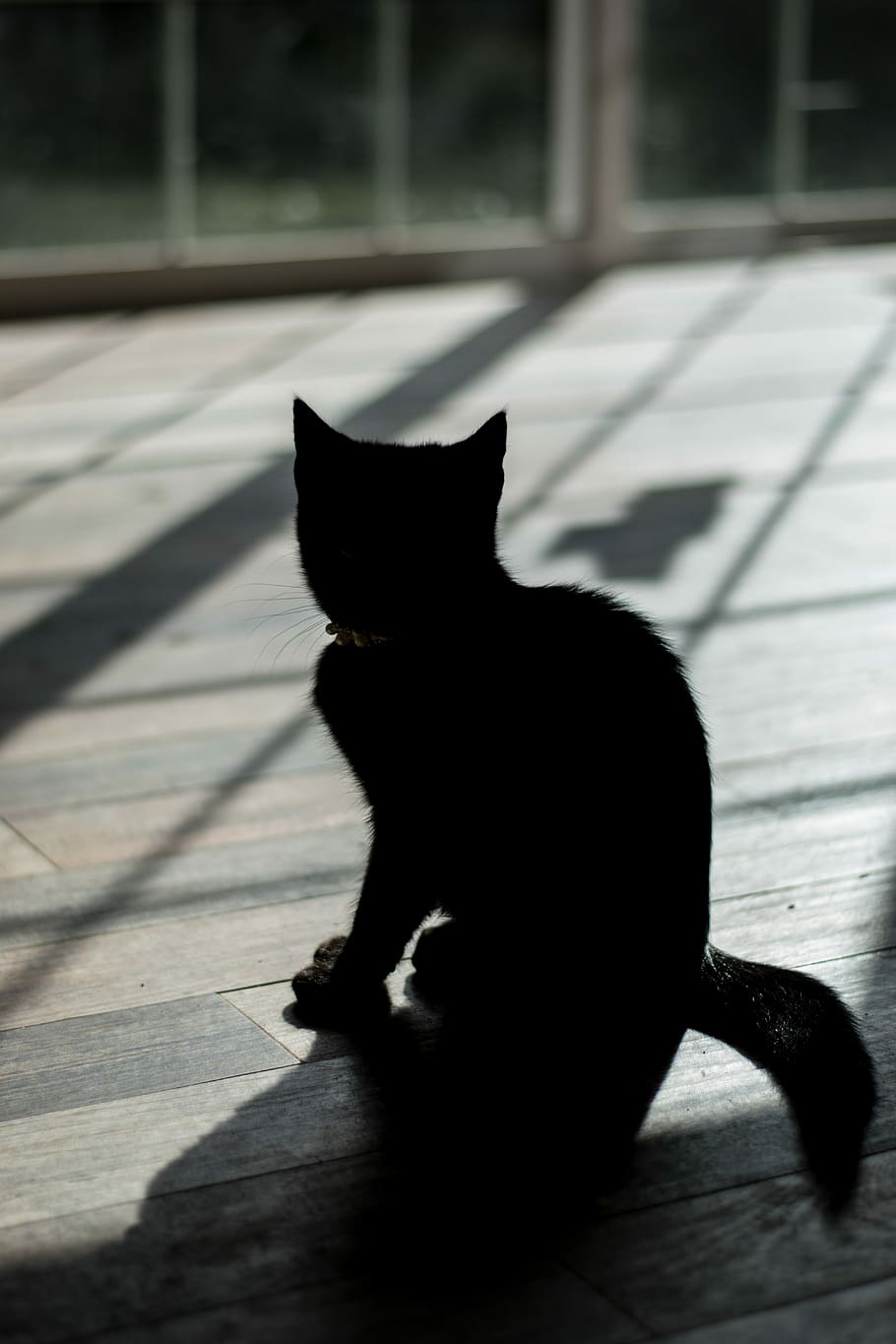 Stiff as a Board, silhouette photography of a cat, pet, black HD wallpaper