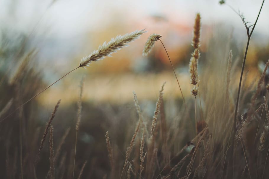 shallow focus photography of brown dried grass, shallow focus photography of plant HD wallpaper