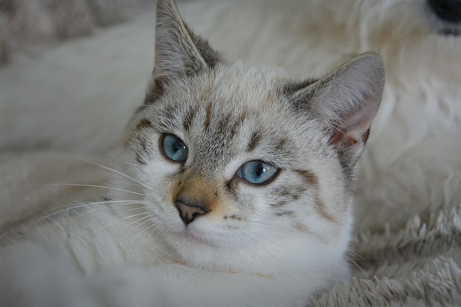 HD wallpaper: closeup photo of white and gray cat, kitten, cat eyes, blue  eyes | Wallpaper Flare