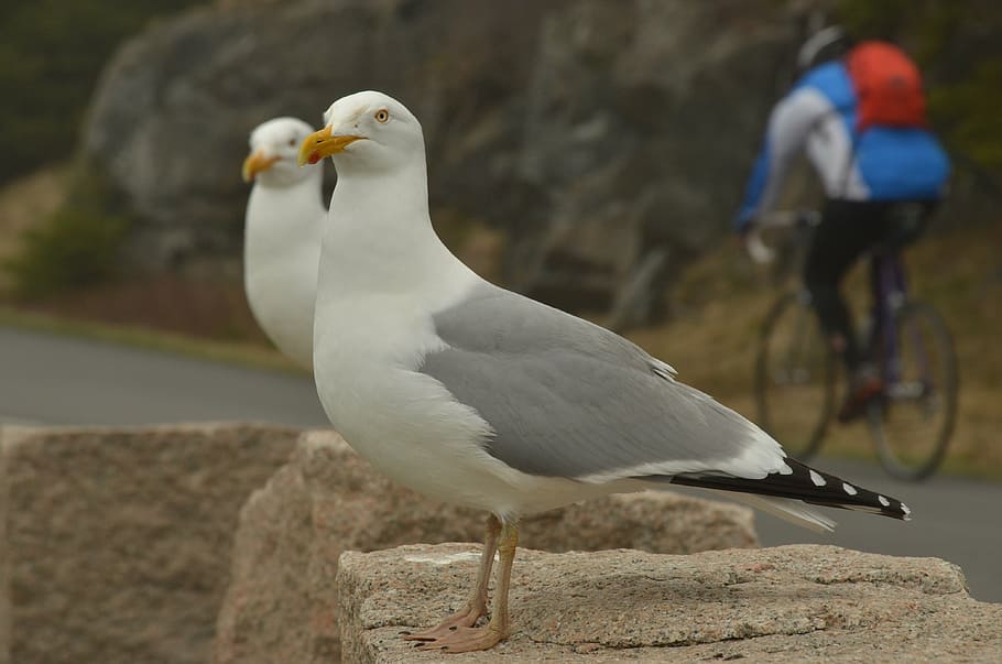 bird, seagull, bicycle, cyclist, nature, white, vertebrate HD wallpaper