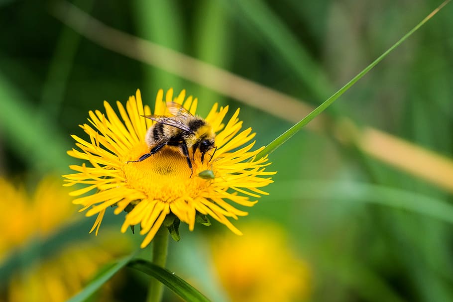 yellow and black bee on flower photo, bee on yellow petaled flower HD wallpaper
