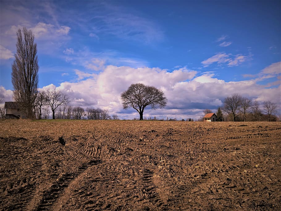 landscape, trees, sky, clouds, spring in air, cloud - sky, bare tree HD wallpaper