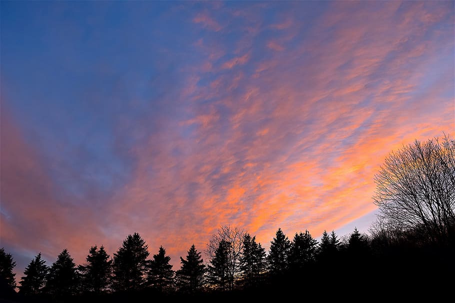 sunset, sky, trees, landscape, nature, outdoor, cloud, blue HD wallpaper
