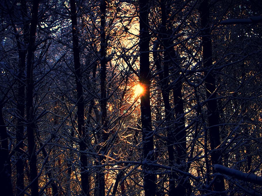 snow, forest, trees, snowy, nature, winter landscape, branches HD wallpaper
