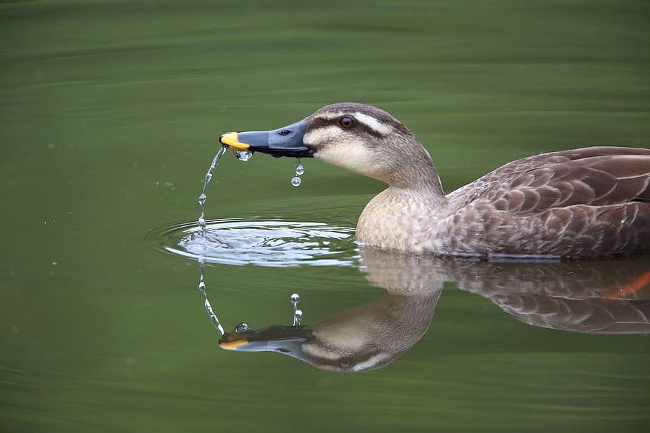 bird, beak, feather, animal, fly, water, river, animal themes HD wallpaper