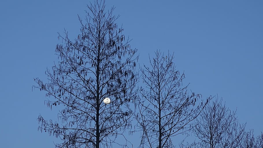 moon, sky, trees, winter, silhouette, nature, branch, blue HD wallpaper