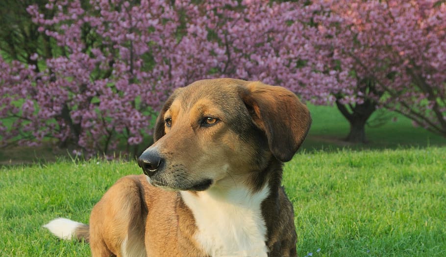 short-coated brown and white dog on green grass field near pink petaled flower trees HD wallpaper