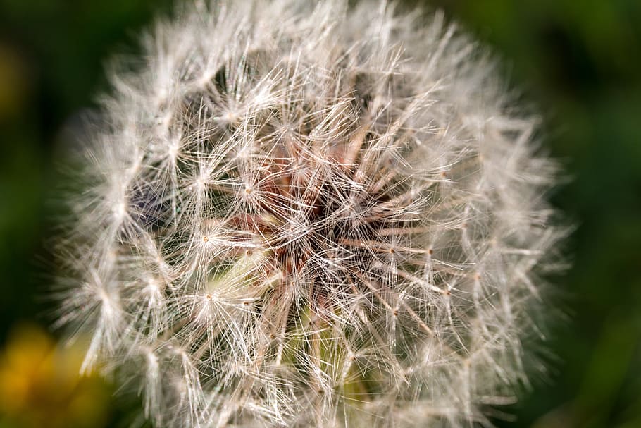 dandelion, macro, close, seeds, nature, dandelion seeds, spring flower HD wallpaper