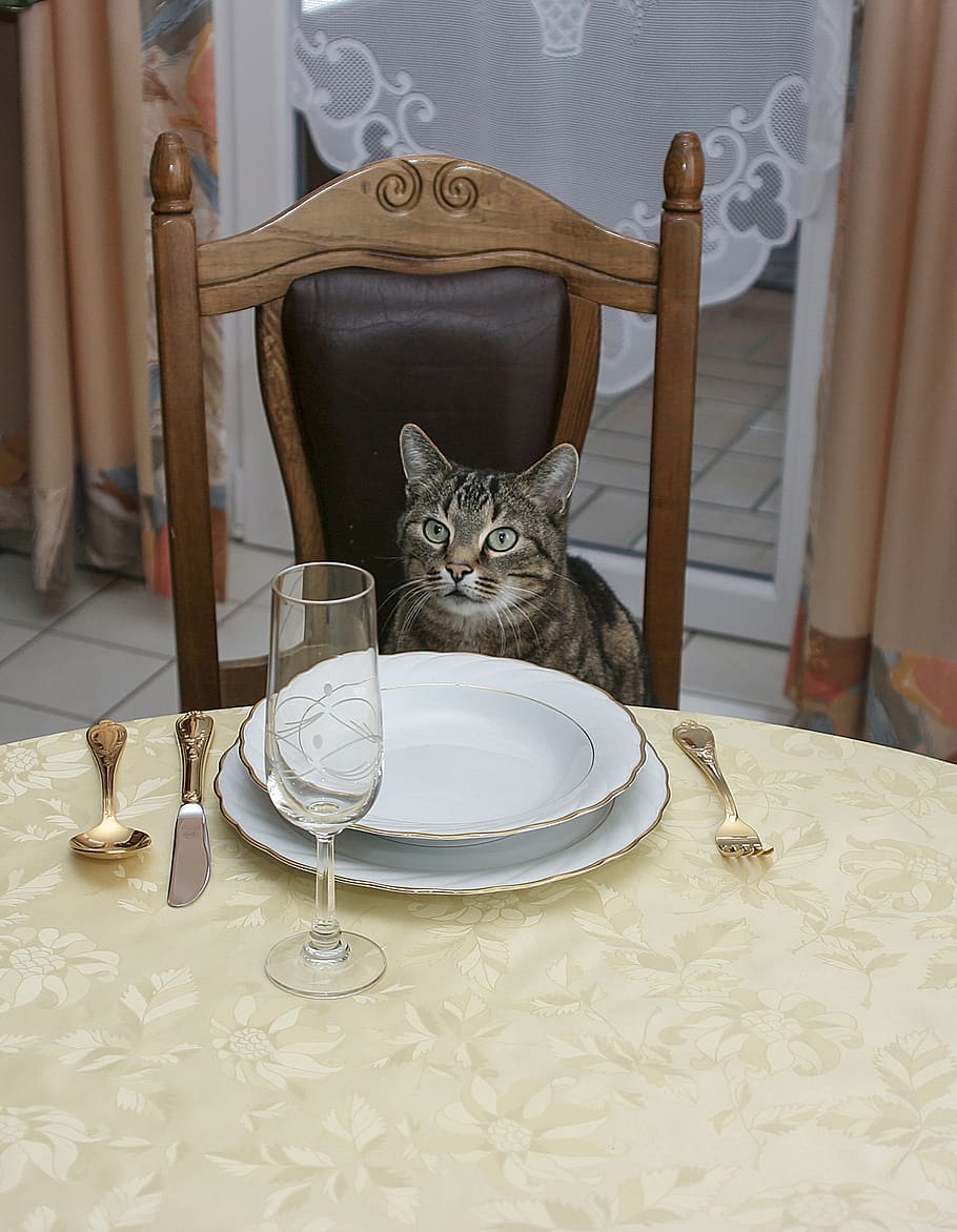 invitation to dinner, cat, table, pets, animal themes, domestic cat HD wallpaper