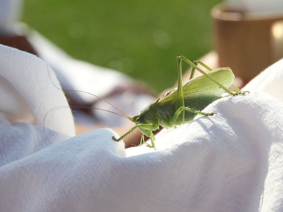 grasshopper, green, close, insect, animal, nature, human body part HD wallpaper