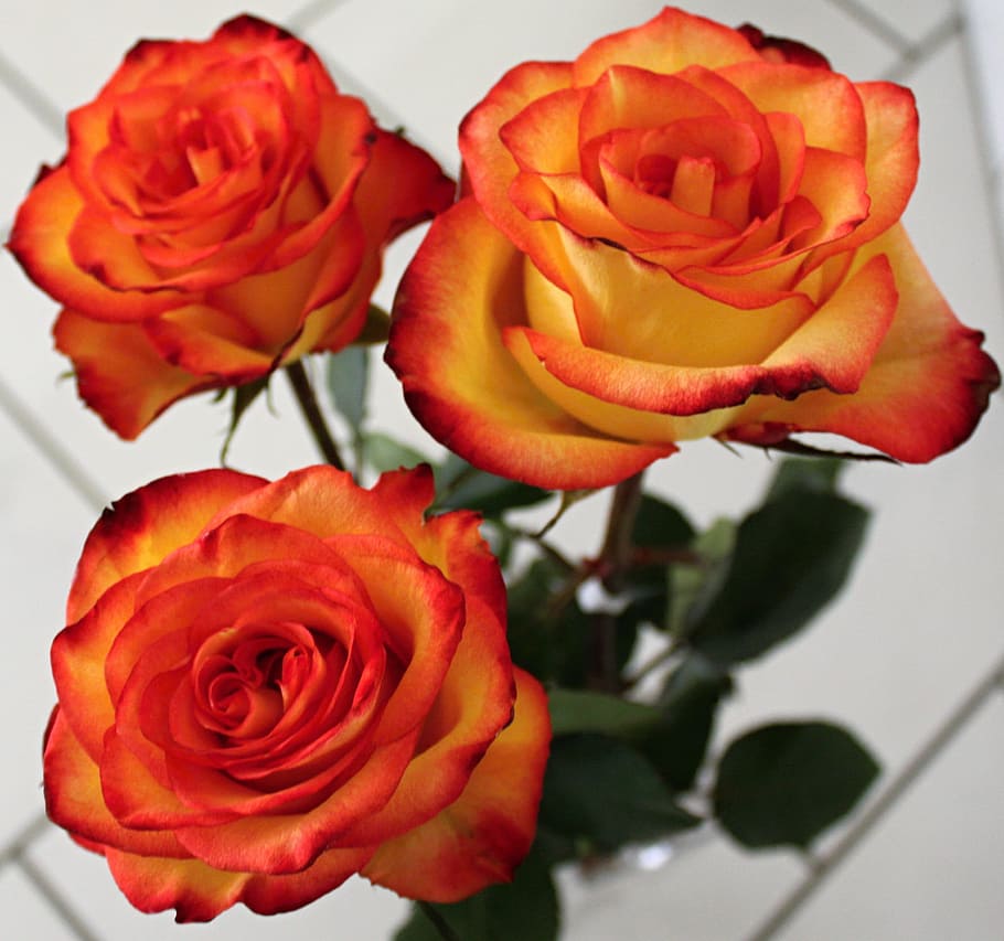 close up photo of three red and orange roses, flowers, nature, HD wallpaper