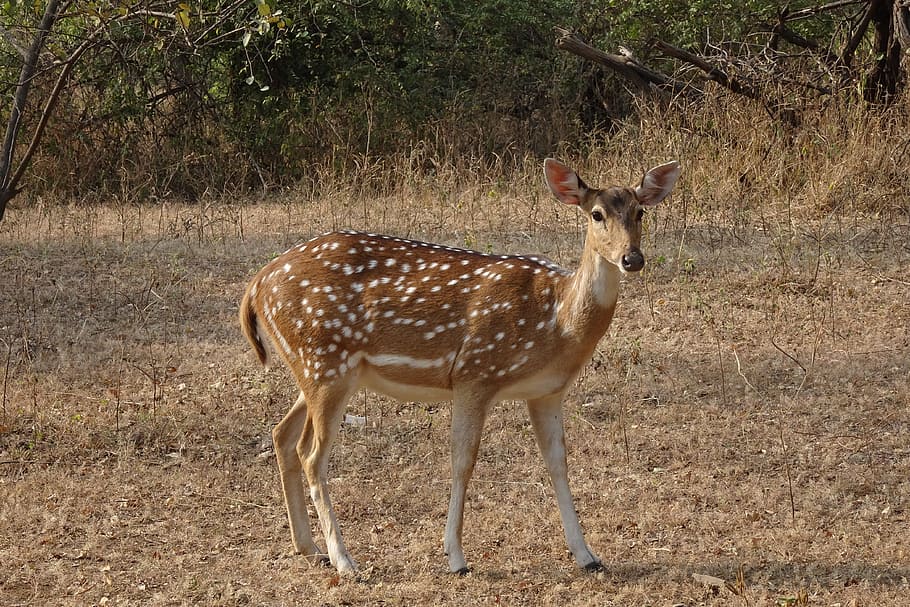 spotted deer, chital, doe, female, axis axis, wildlife, mammal.