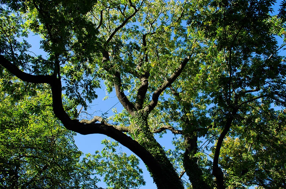 tree, green, nature, plant, low angle view, growth, beauty in nature HD wallpaper