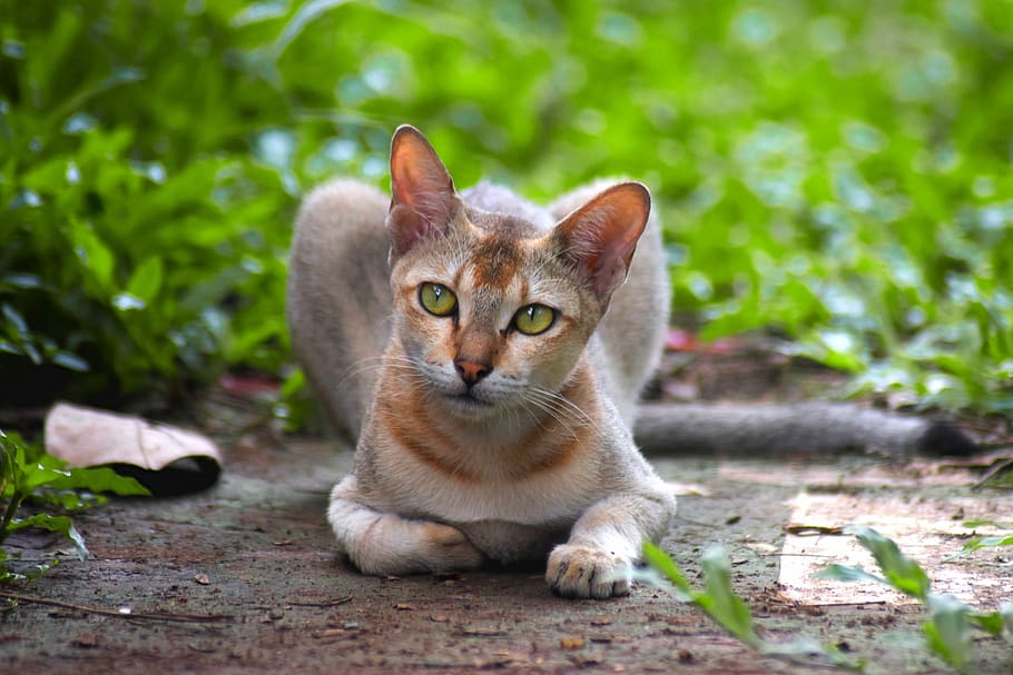 cat, terrible, hunter, cute, animal, pet, natural, feline, domestic cat HD wallpaper