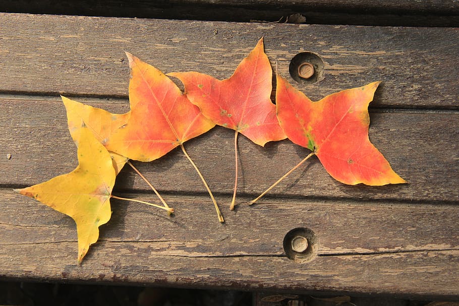 ingot maple, yellow, orange, red leaves, autumn, leaf, plant part HD wallpaper