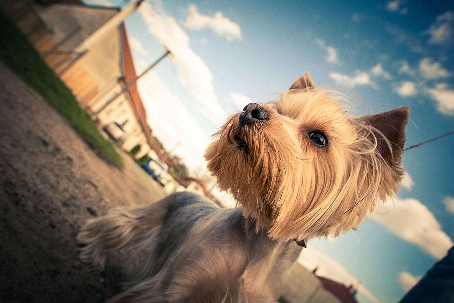 Yorkshire with Colorful Sky, animals, dogs, pets, terrier, outdoors