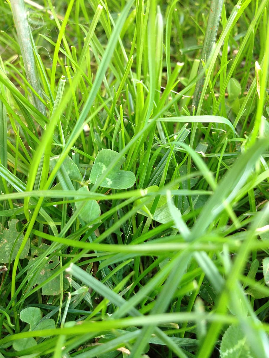 klee, meadow, green, grass, nature, green Color, plant, leaf HD wallpaper