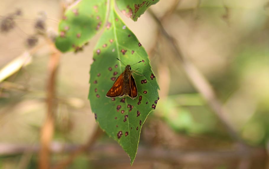 Butterfly, Red, Leaf, Nature, Insecta, animals in the wild HD wallpaper
