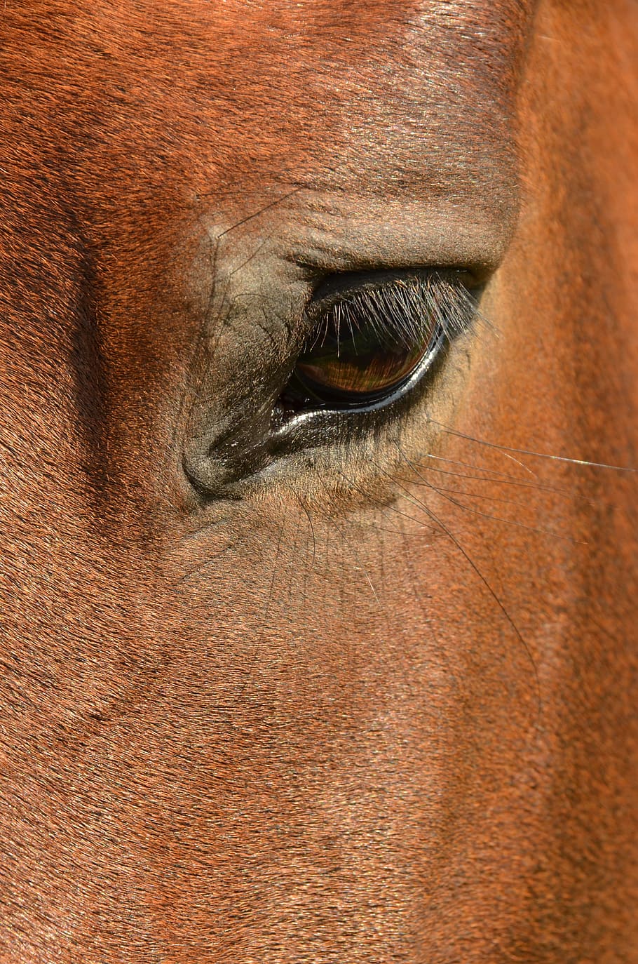 horse, eye, paardenoog, eye socket, eyelash, eyelashes, animal, HD wallpaper