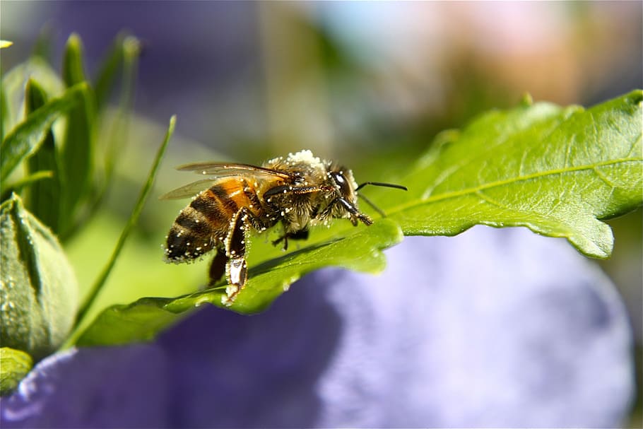 Bee, Pollen, Hibiscus, Insect, Bush, macro, close, one animal HD wallpaper