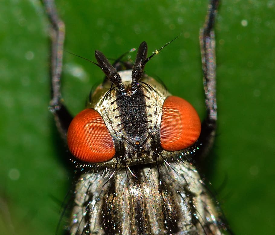 insects, diptera, muscina, invertebrate, animal wildlife, animals in the wild HD wallpaper