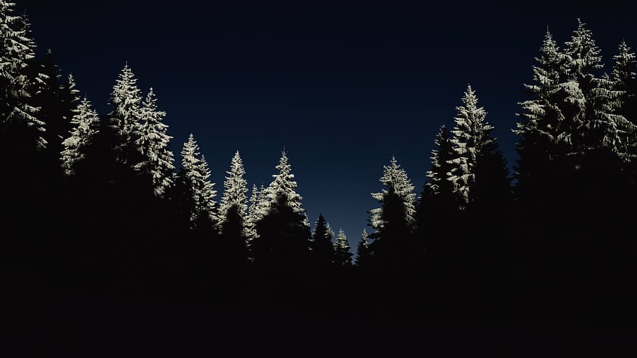 pine tree silhouette photo, cold, dark, forest, nature, night HD wallpaper