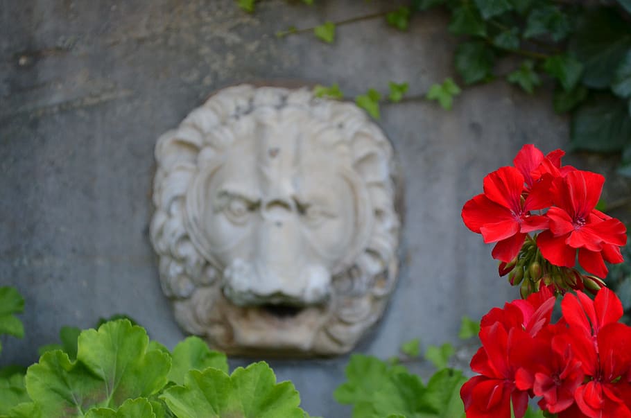 Geranium, Colorful, Blossom, Bloom, red, nature, close, plant HD wallpaper