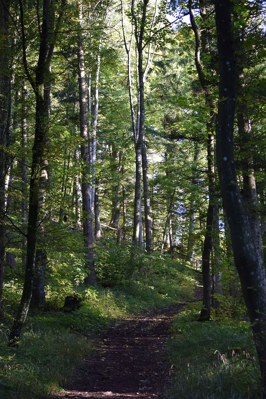 Forest, Path, Nature, Trees, Away, forest path, tranquil scene HD wallpaper
