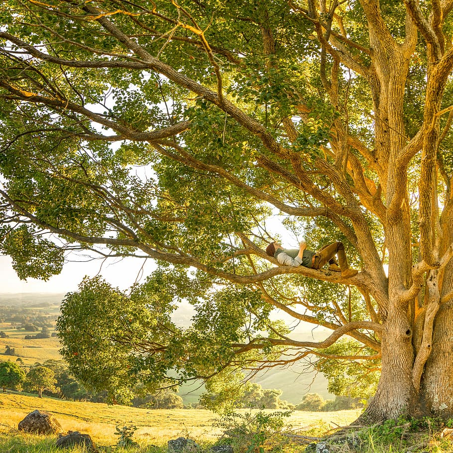 person lying in green leaf tree trunk, nature, outdoors, landscape HD wallpaper