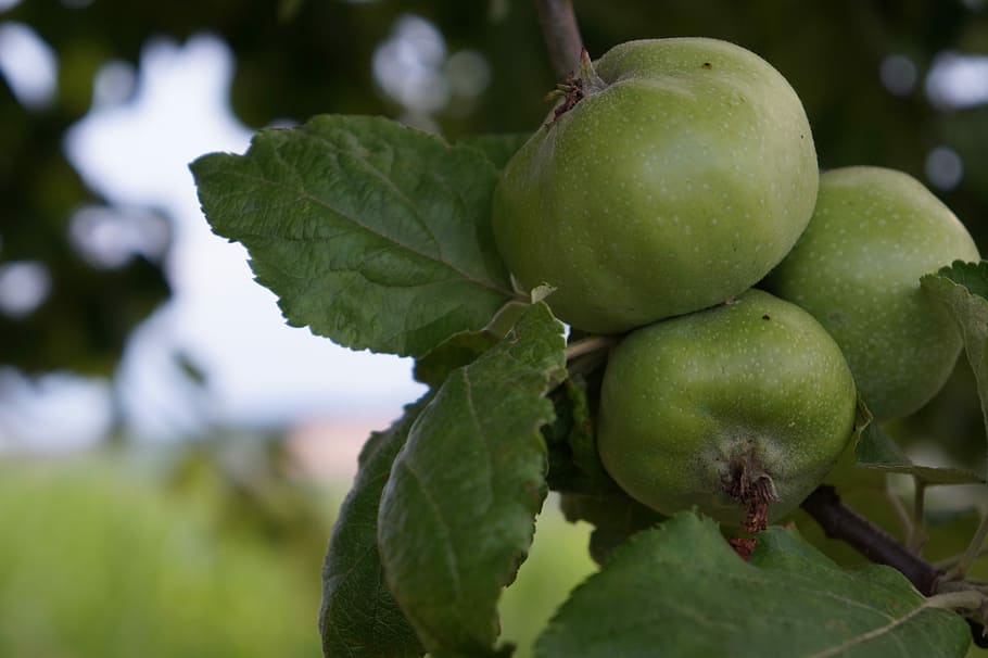 Nature, Apple Tree, Fruit, Autumn, harvest, healthy, fruits HD wallpaper