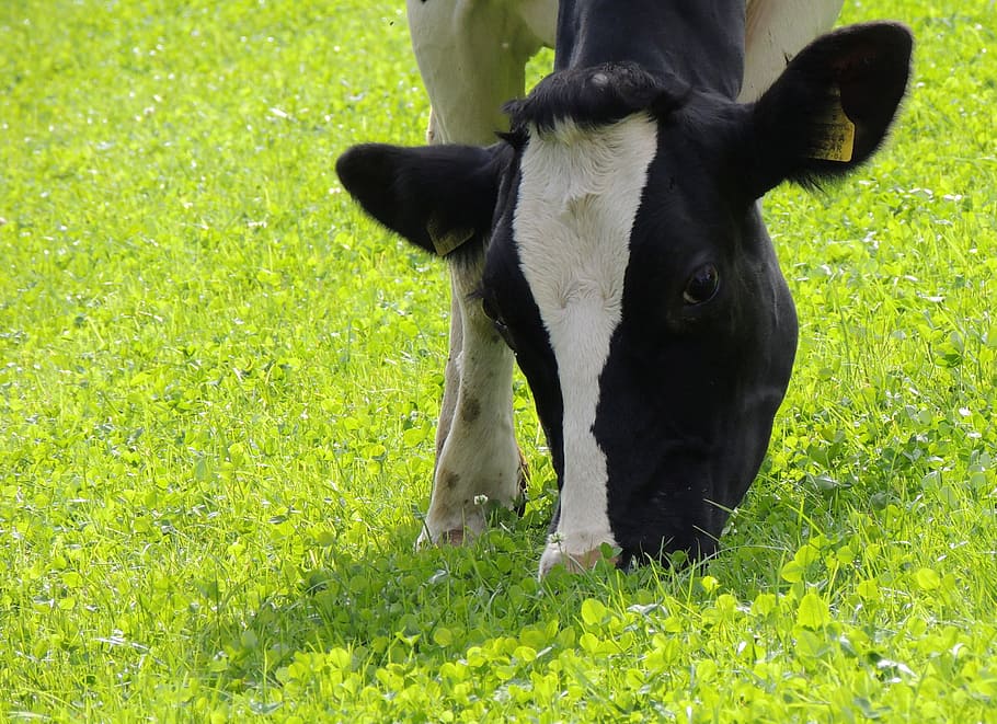 cow, head, grass, green, meadow, nature, plant, animal themes HD wallpaper