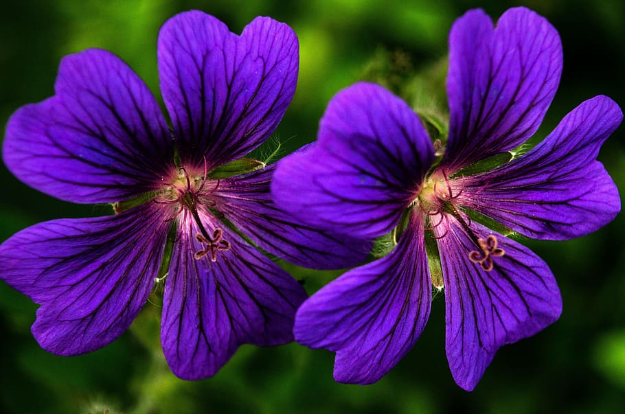 flower, lilac, flora, blossom, purple, bloom, garden, plant HD wallpaper