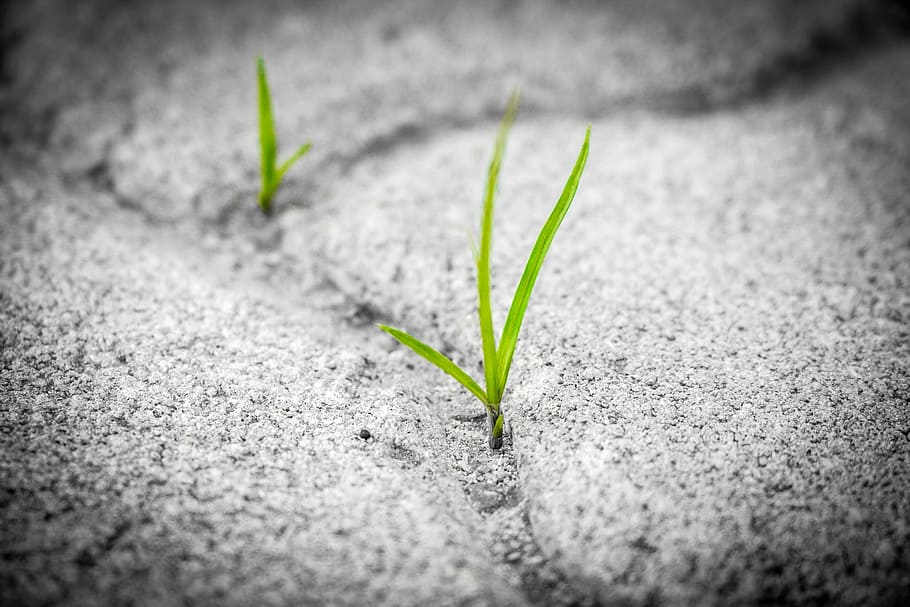 green leaf plant during daytime, grass, pavement, brick, poetry HD wallpaper