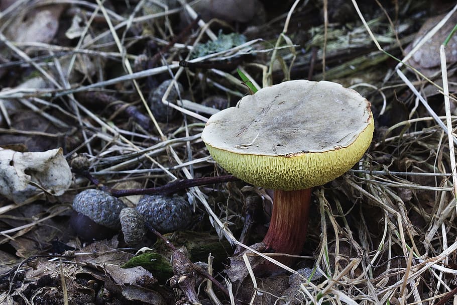 Mushroom, Toadstool, Poisonous, Nature, autumn, fungus, color HD wallpaper
