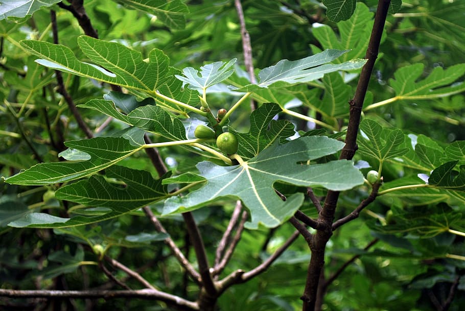 fig, fruit, leaves, branch, tree, food, plant, garden, leaf HD wallpaper
