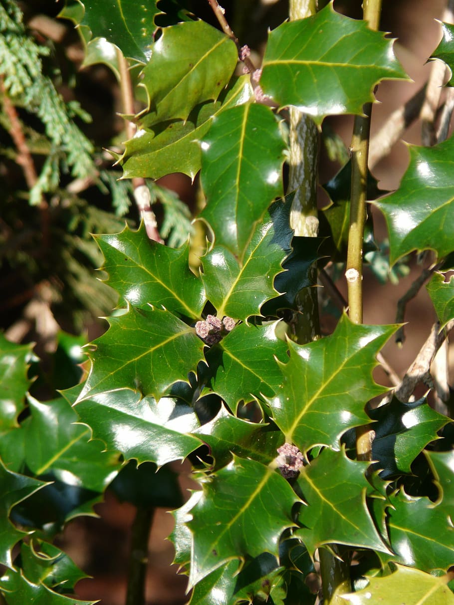 european, holly, leaves, ilex, aquifolium, common, spiny, winter berry