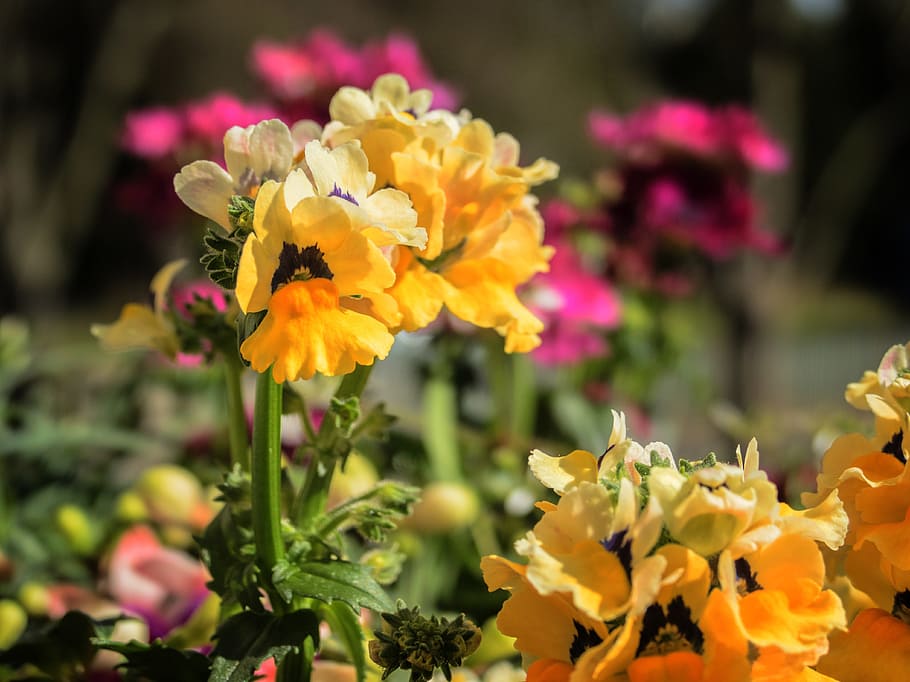 elf mirror, nemesia, spring, flowers, balcony, flowering plant HD wallpaper