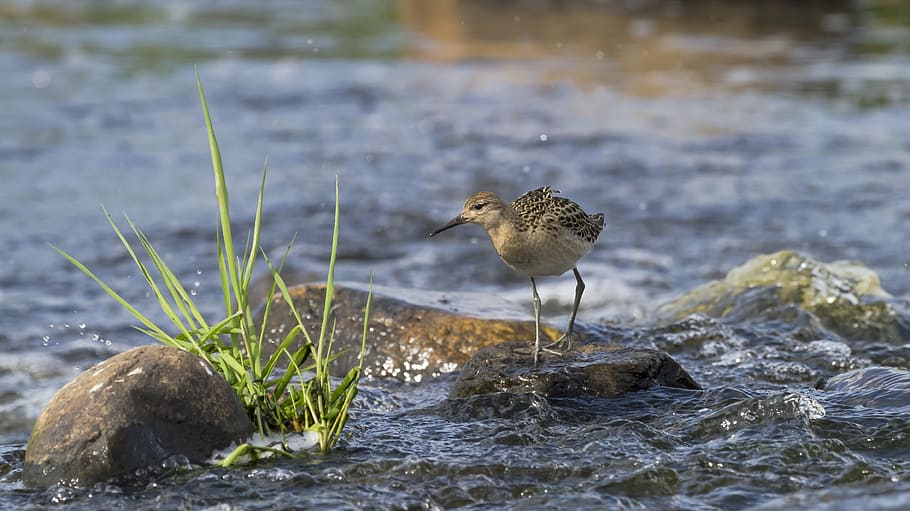 ruff, bird, stone, rapids, water, river, puurijärvi, animal themes HD wallpaper