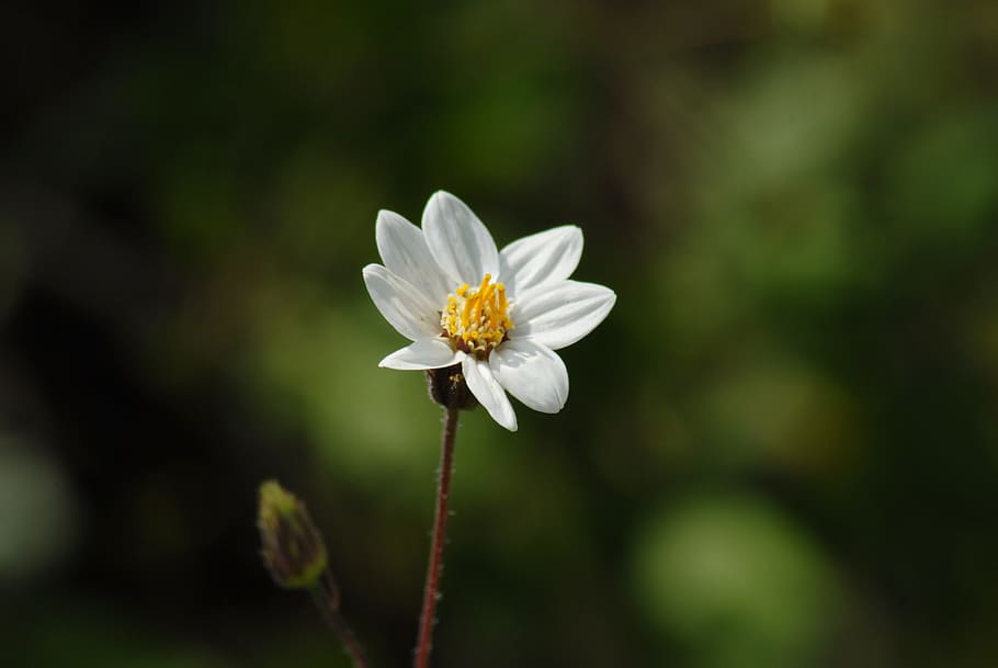 white flower, nature, wild, flowering plant, freshness, fragility HD wallpaper