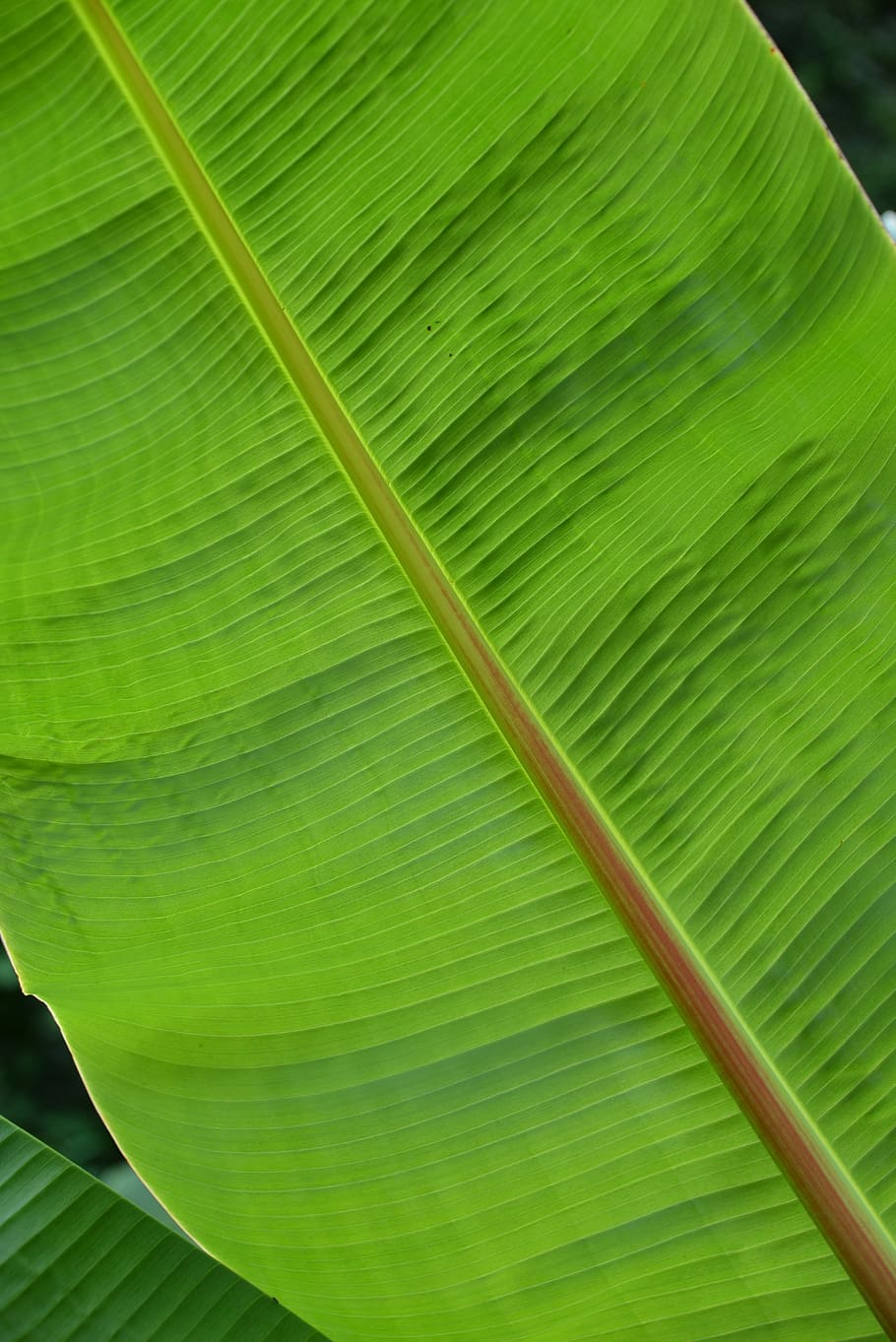 Leaf, Structure, Plant, Palm, green, palm leaf, light green HD wallpaper