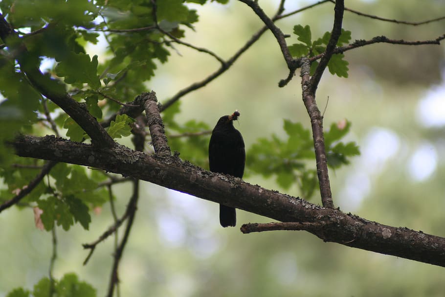 bird, nature, tree, vertebrate, animal themes, plant, branch HD wallpaper