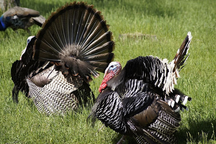 turkey, thanksgiving, bird, animal themes, grass, animals in the wild HD wallpaper
