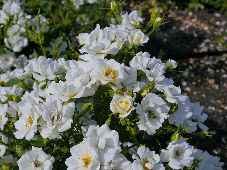 verny park, france, rose, white, sea, naval base, america, navy, HD wallpaper