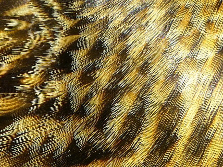 feather, plumage, brown, spring dress, mallard, full frame HD wallpaper
