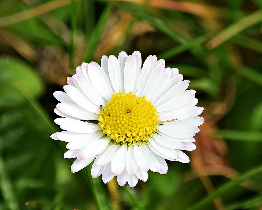grass, nature, meadow, green, meadow grass, summer, spacer HD wallpaper