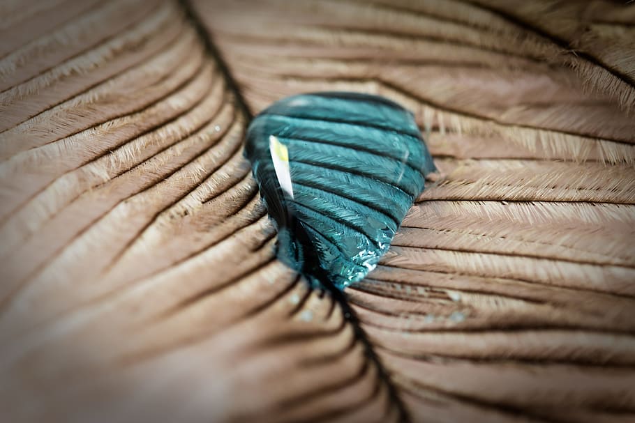 strauss spring, drip, feather, close, macro, background, drop of water HD wallpaper